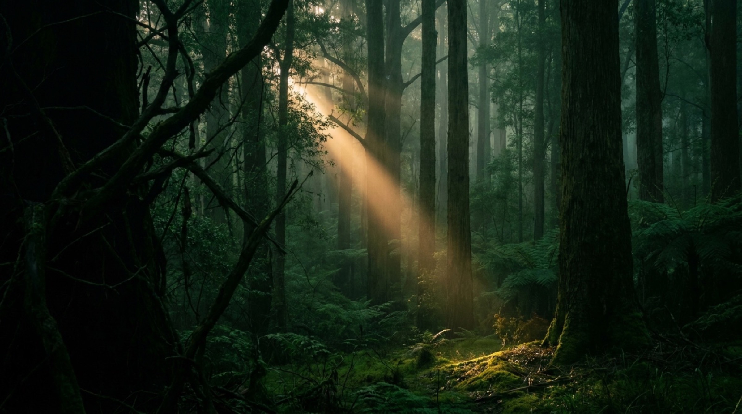 Golden light through a tall Knoxville tree canopy
