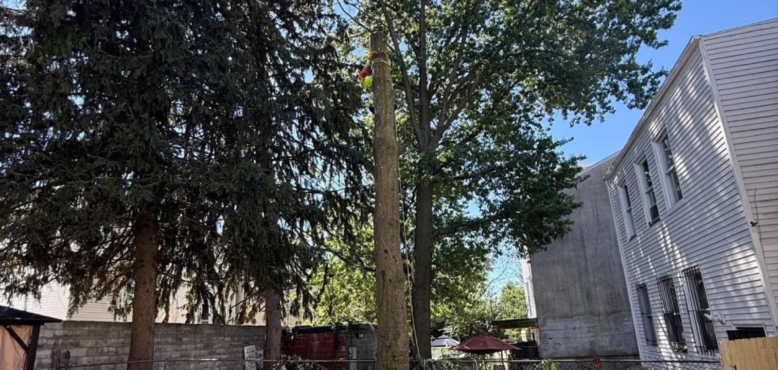 A GTZ climber partway up a stripped trunk in a Knoxville backyard