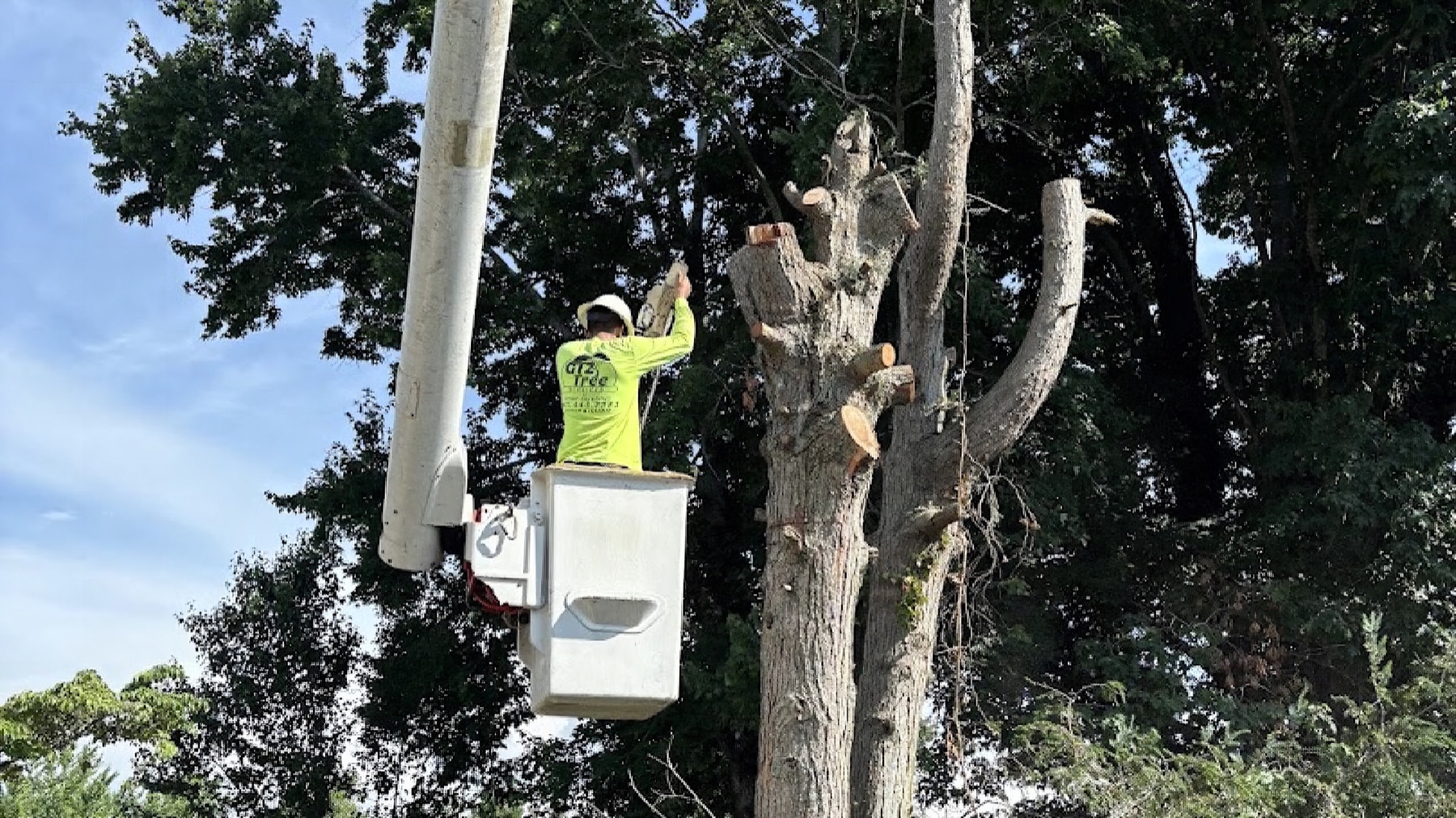 A GTZ Tree Service crew member cutting a large tree from the bucket lift