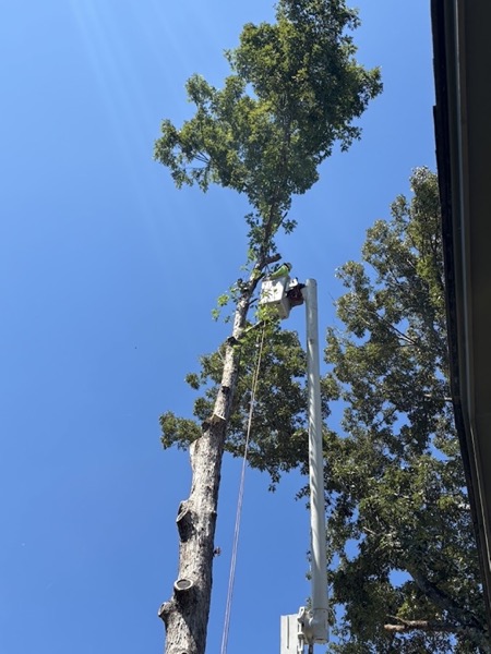 Large trunk sections stacked after a tree removal in Knoxville
