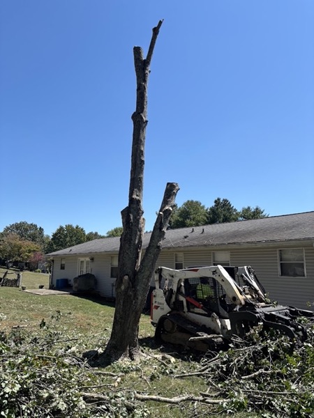 Storm-damaged trunk cut into sections for removal