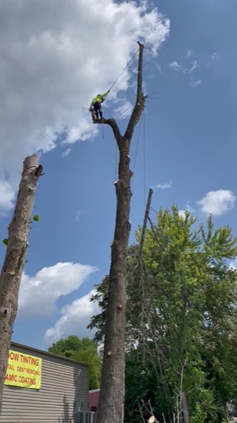 GTZ climber roped high in a bare tree during a removal