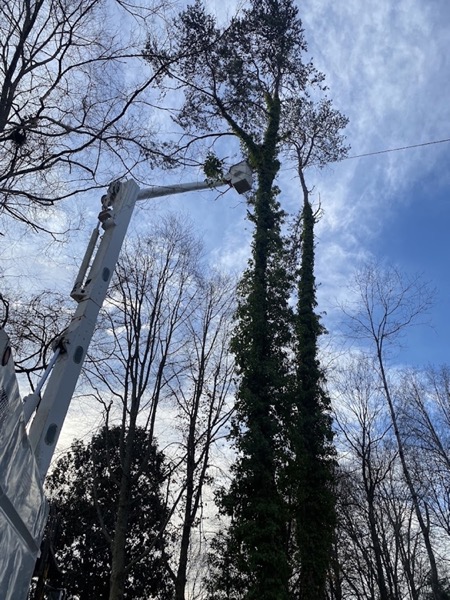 Climber ascending a tall pine on a Knoxville job