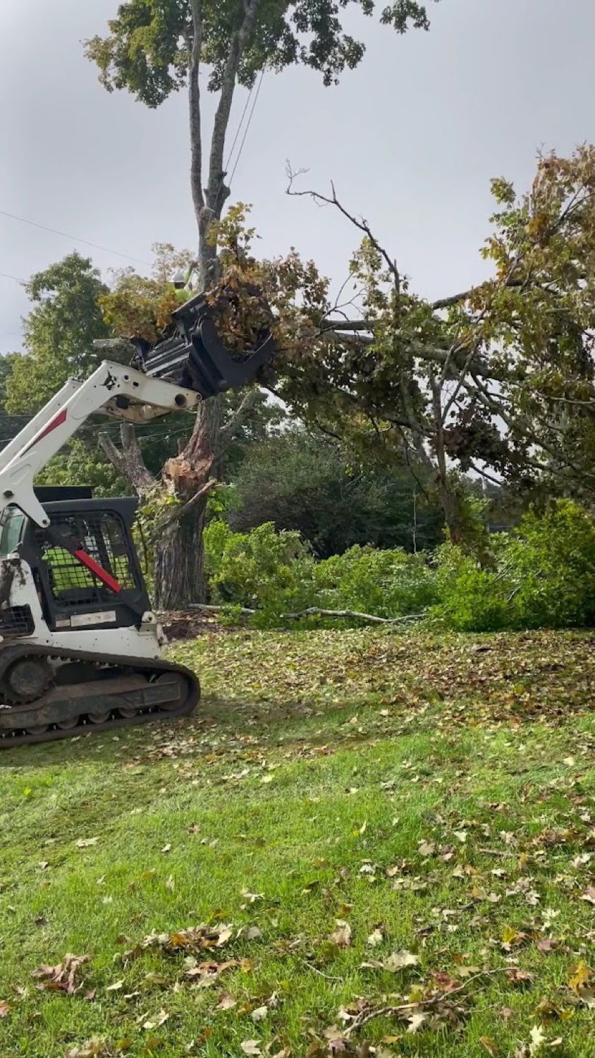 A GTZ climber roped in near the top of a tree during a removal