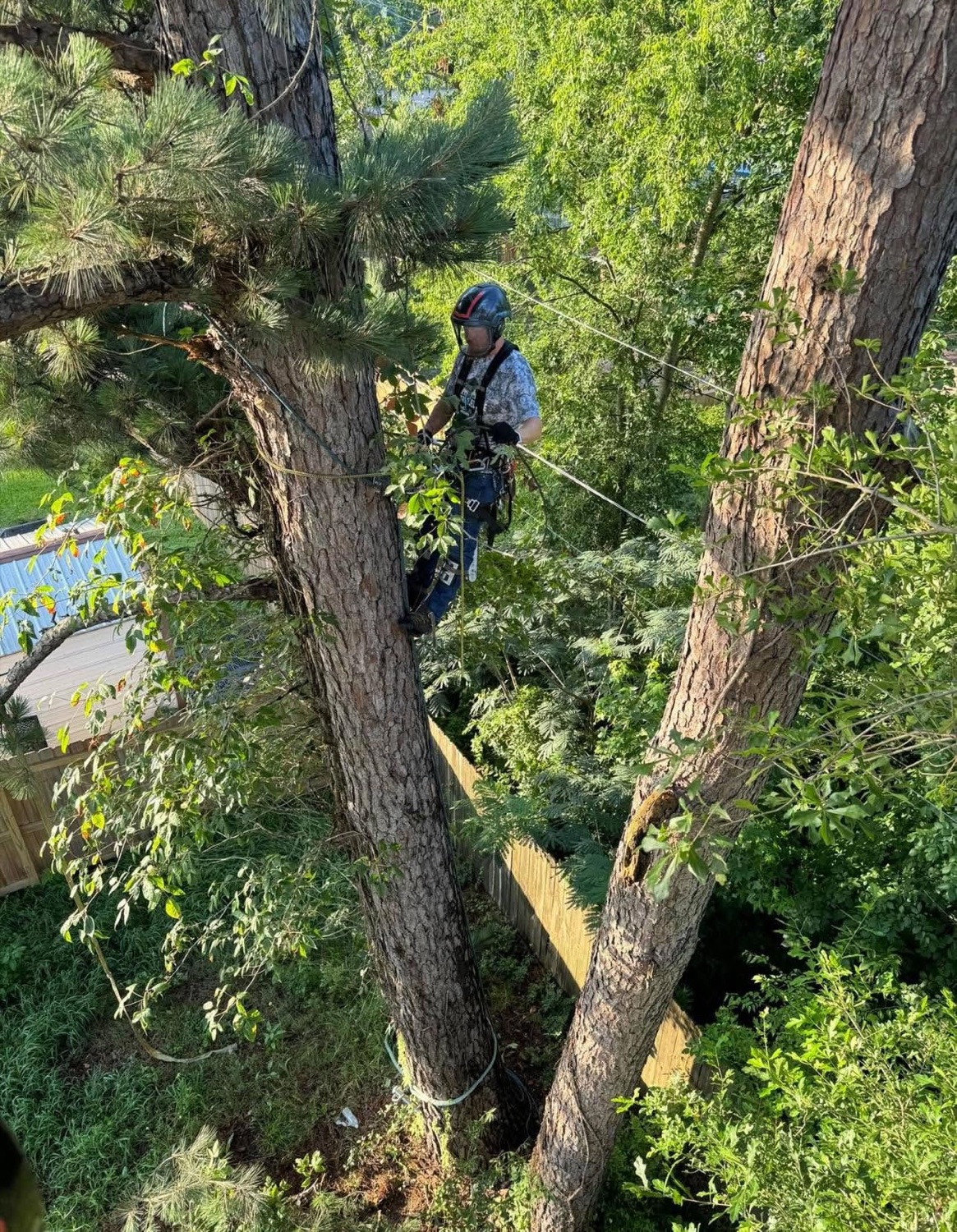 A GTZ climber roped into a leafy canopy on a Knoxville pruning job
