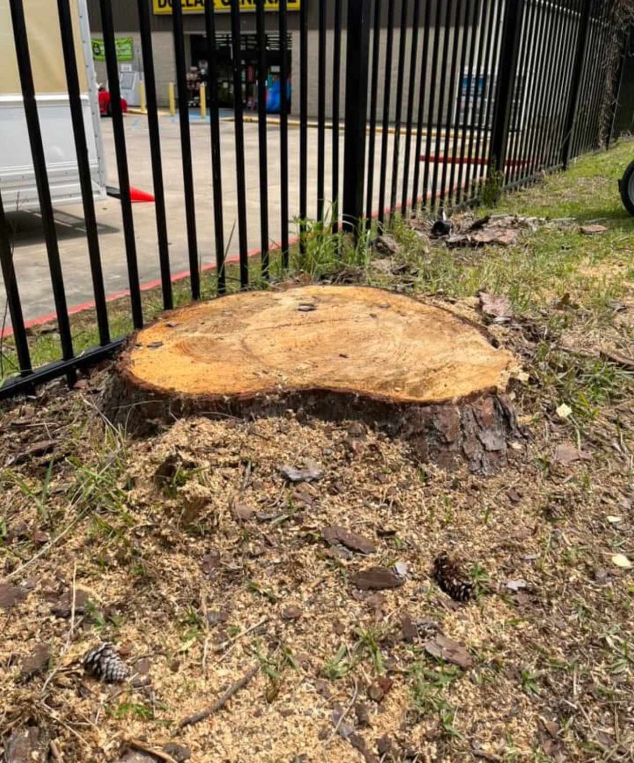 A large tree cut down flush to the stump on a Knoxville property